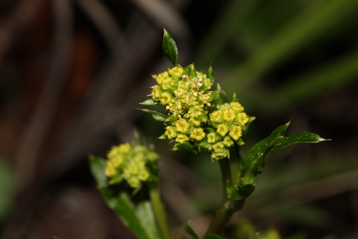 Sanicula crassicaulis image