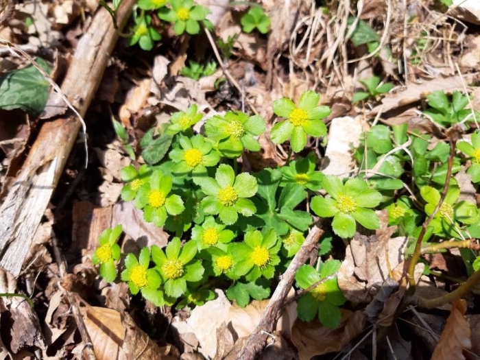 Sanicula epipactis image