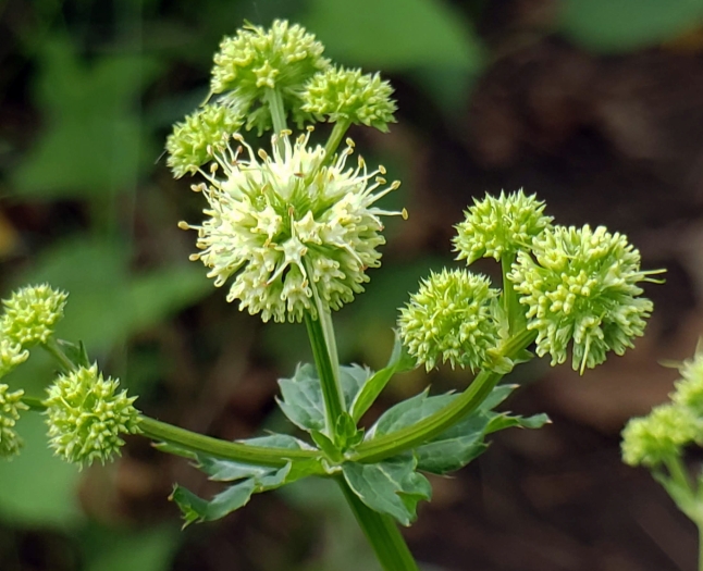Sanicula marilandica image