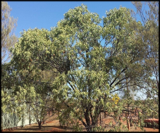 Santalum acuminatum image