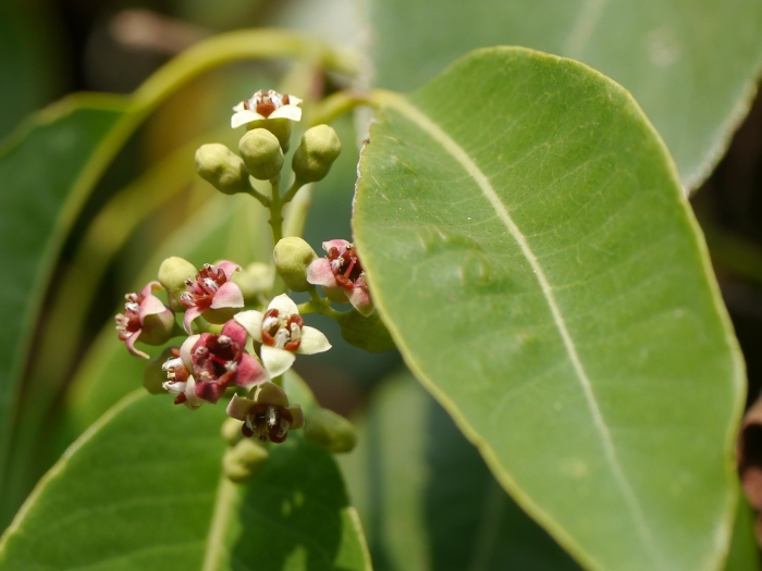 Santalum album image