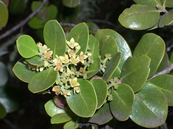 Santalum paniculatum image