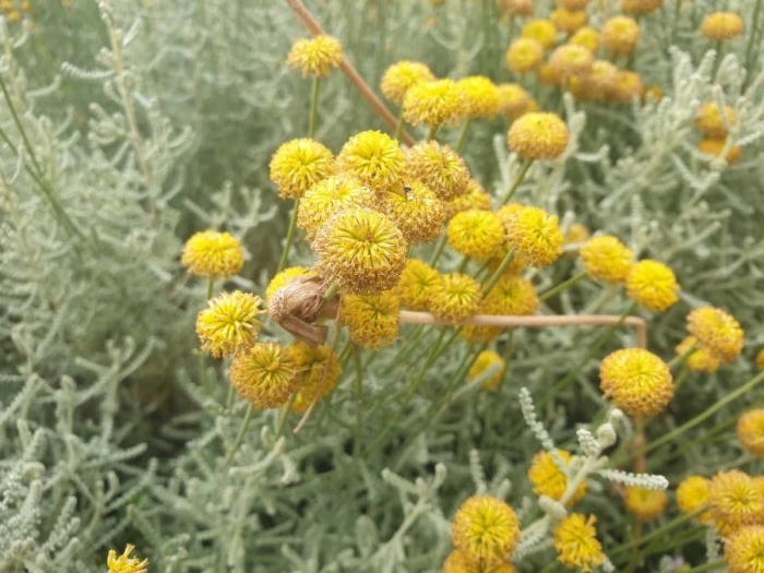 Santolina chamaecyparissus image