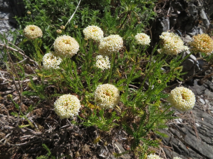 Santolina pinnata image