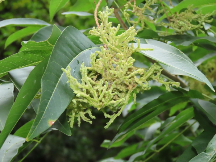 Sapindus mukorossi image