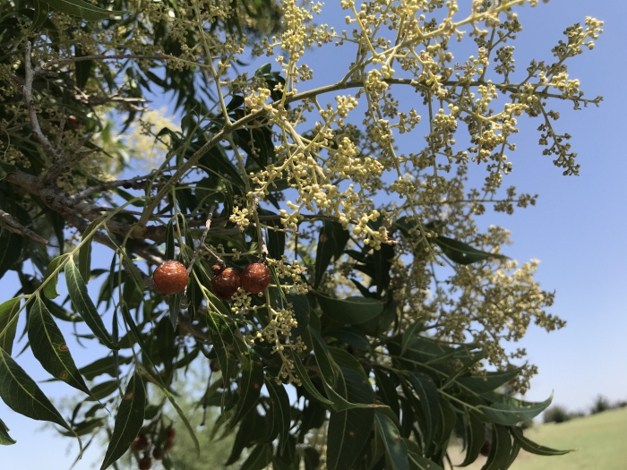Sapindus drummondii image