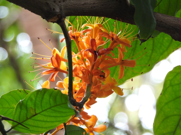 Saraca indica image