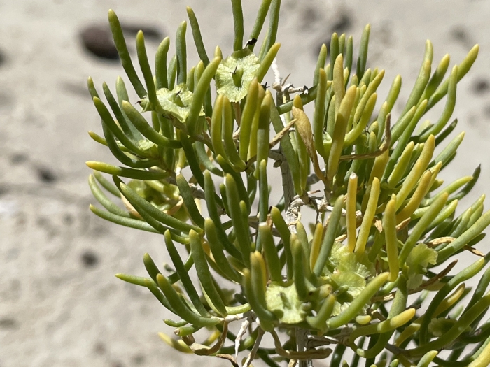 Sarcobatus vermiculatus image