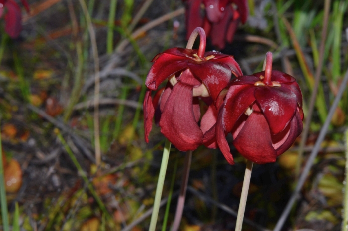 Sarracenia psittacina image