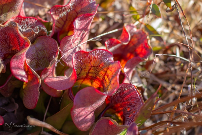Sarracenia purpurea image