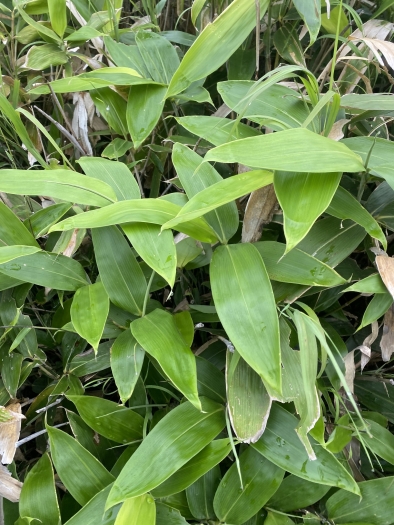 Sasa kurilensis image