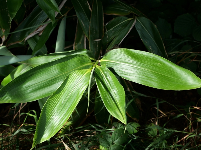 Sasa palmata image