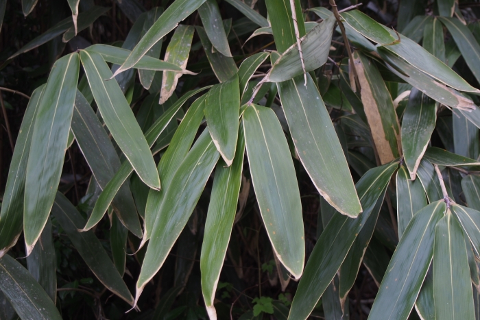 Sasamorpha borealis image