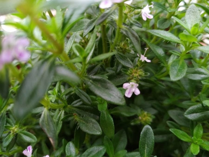 Satureja hortensis image
