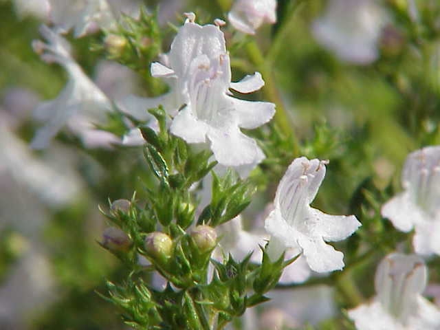 Satureja montana image