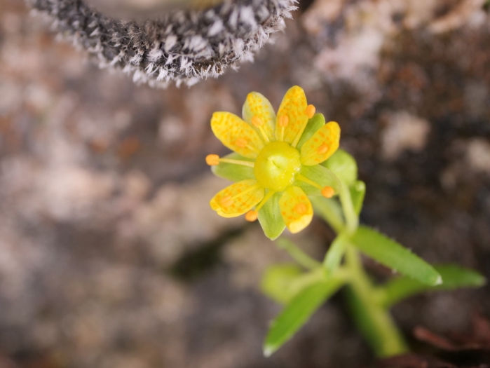 Saxifraga aizoides image