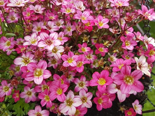 Saxifraga ×arendsii image