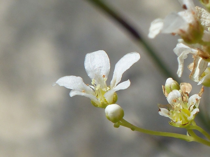 Saxifraga callosa image