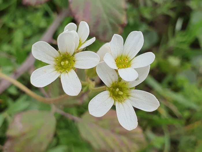 Saxifraga carpetana image