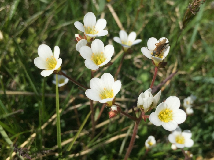 Saxifraga granulata image