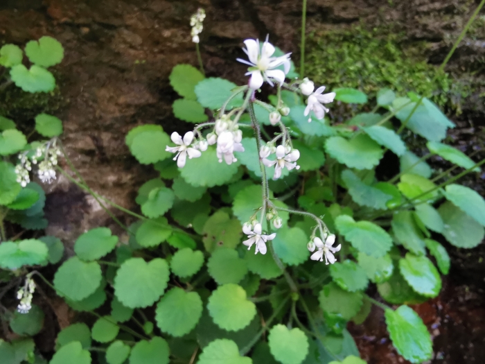 Saxifraga hirsuta image