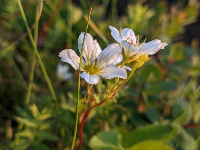Saxifraga hypnoides image