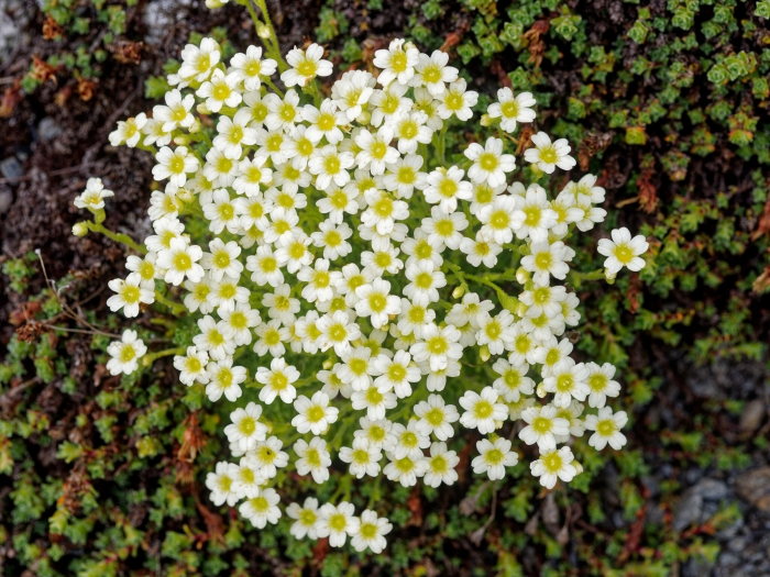Saxifraga muscoides image