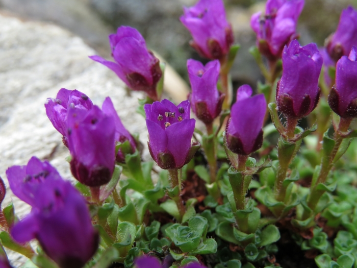 Saxifraga oppositifolia image