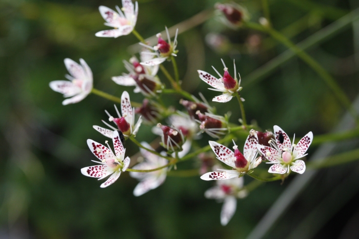 Saxifraga rotundifolia image