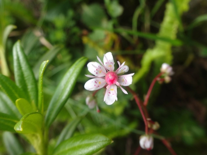 Saxifraga umbrosa image
