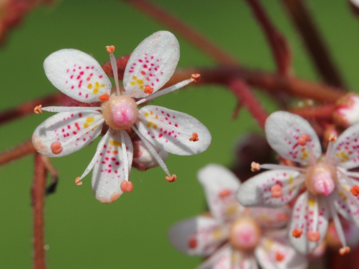 Saxifraga ×urbium image