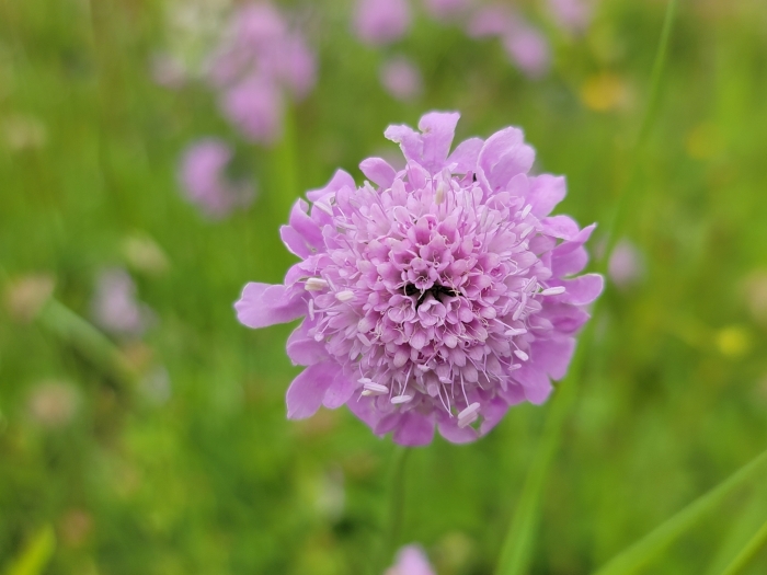 Scabiosa africana image