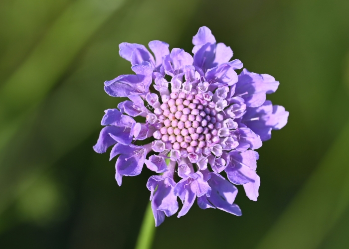 Scabiosa columbaria image