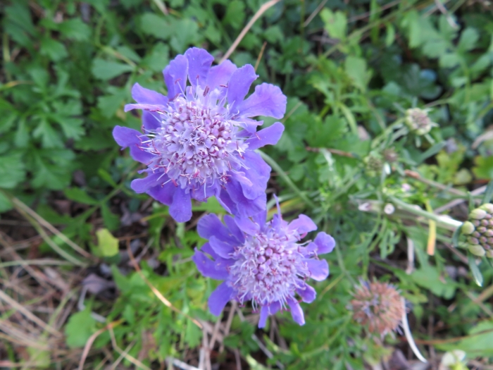 Scabiosa japonica image