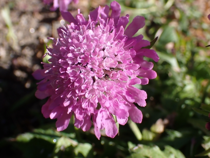 Scabiosa lucida image