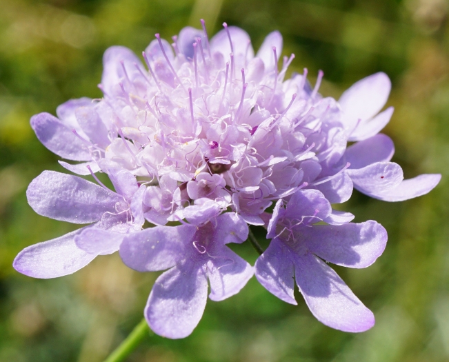 Scabiosa triandra image