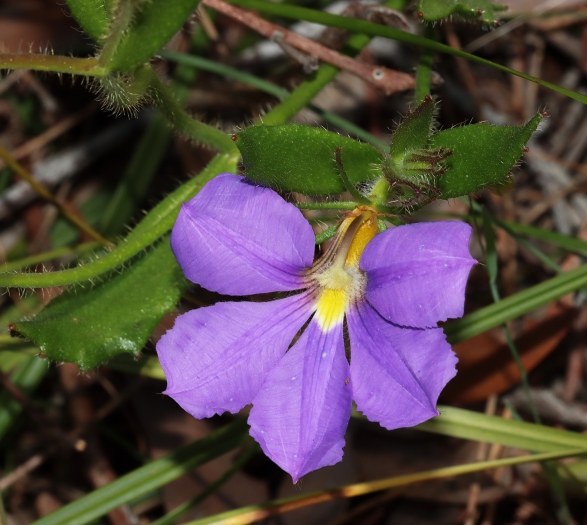 Scaevola calliptera image