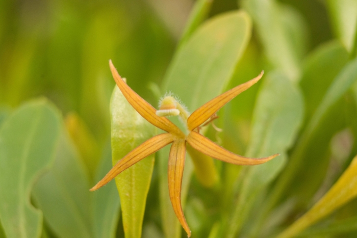 Scaevola gaudichaudii image