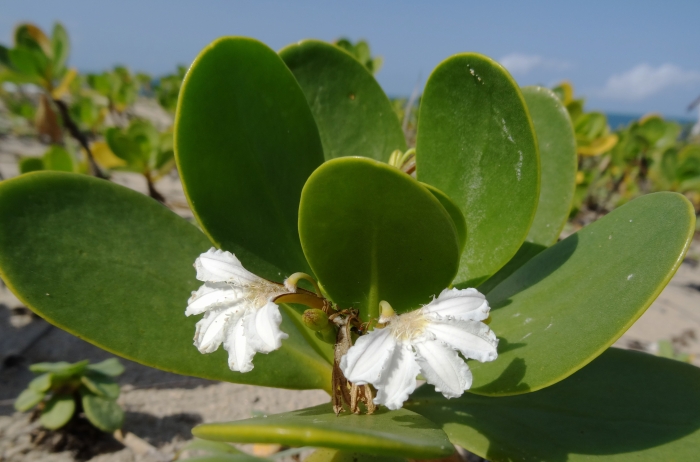 Scaevola plumieri image