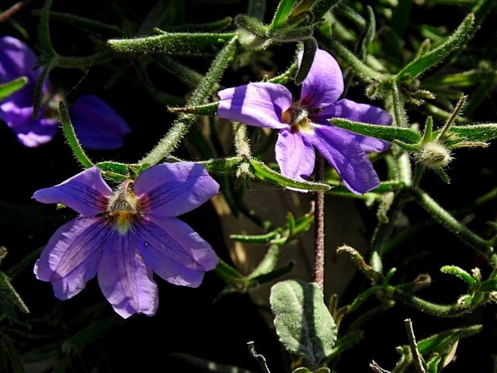 Scaevola ramosissima image