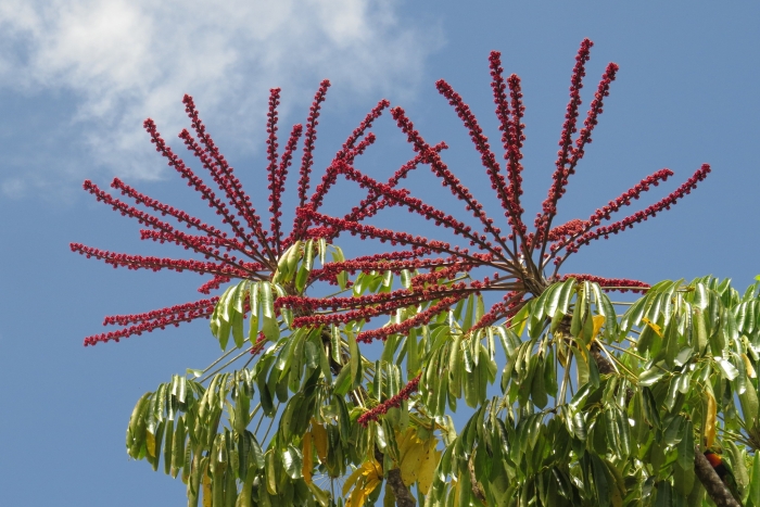 Schefflera actinophylla image