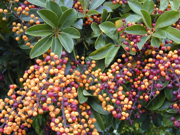 Schefflera arboricola image