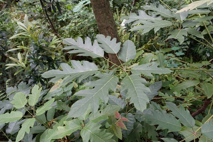Schefflera delavayi image