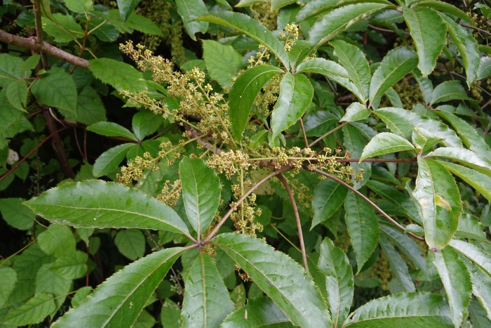 Schefflera digitata image
