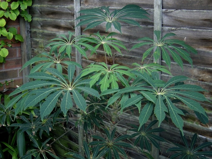 Schefflera taiwaniana image