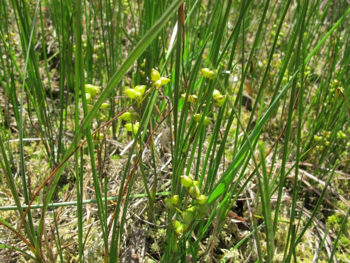 Scheuchzeria palustris image
