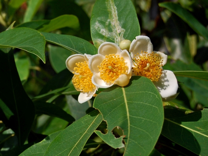 Schima wallichii image