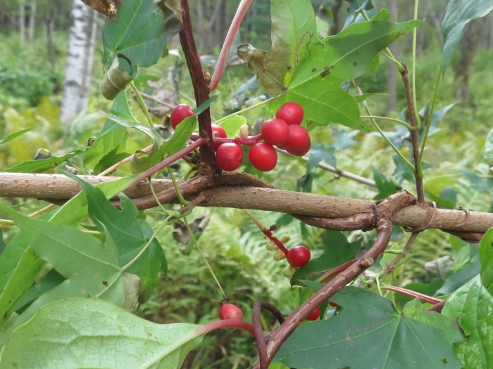 Schisandra chinensis image