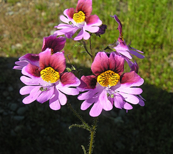 Schizanthus litoralis image