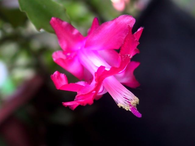 Schlumbergera truncata image
